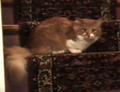Thumbnail for version as of 11:42, 27 February 2026